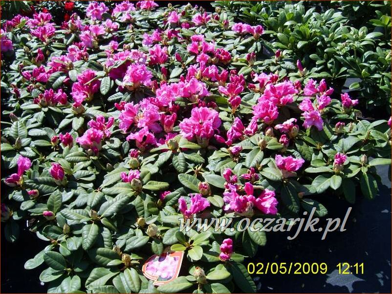 sadzonki_rododendron24