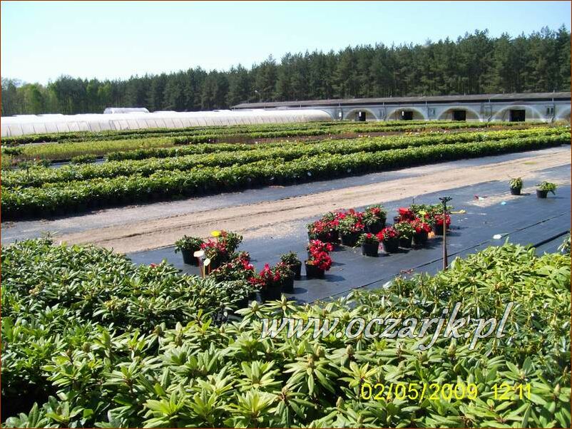 sadzonki_rododendron27