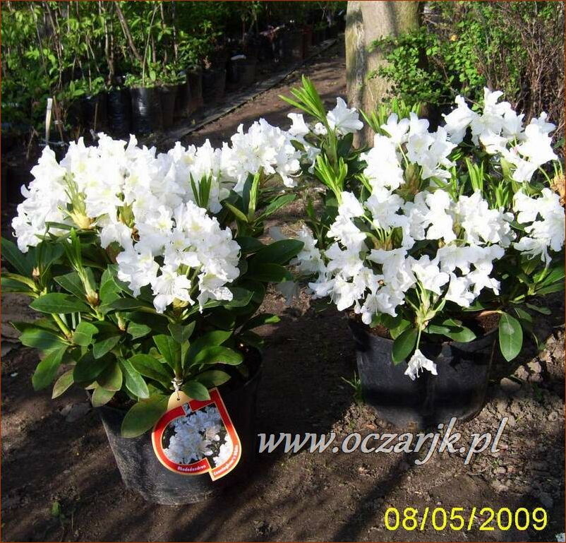 sadzonki_rododendron42