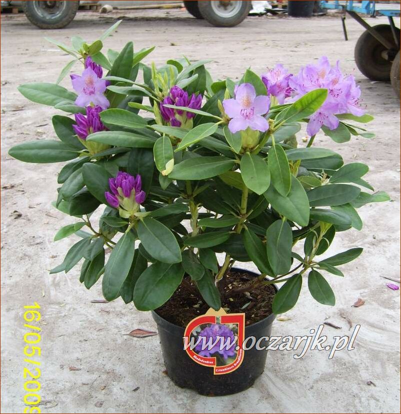 sadzonki_rododendron43