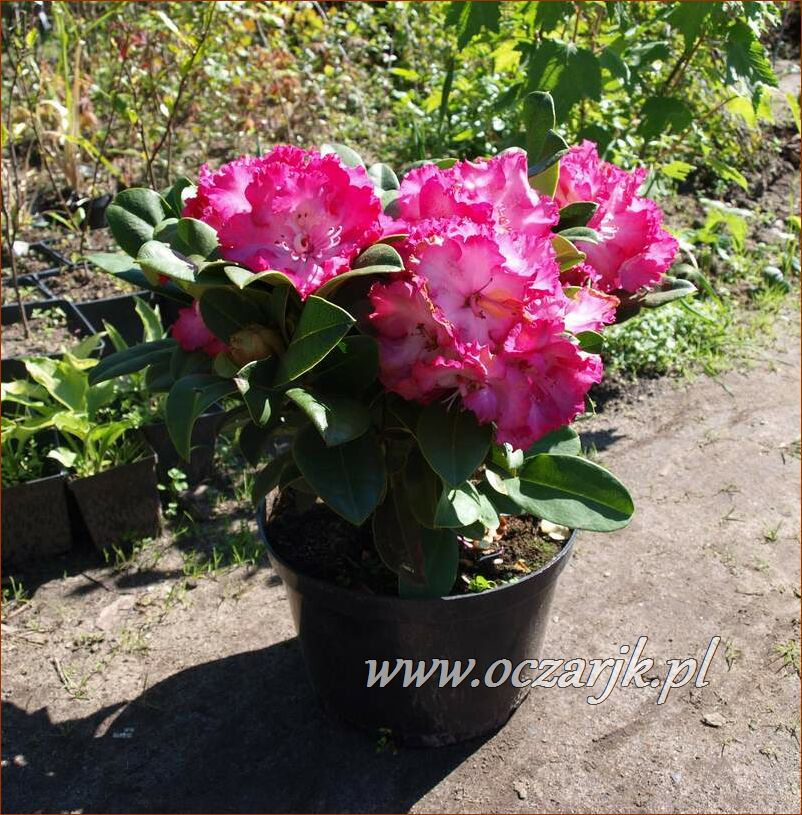 sadzonki_rododendron65