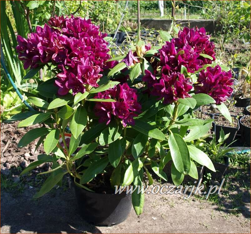 sadzonki_rododendron66