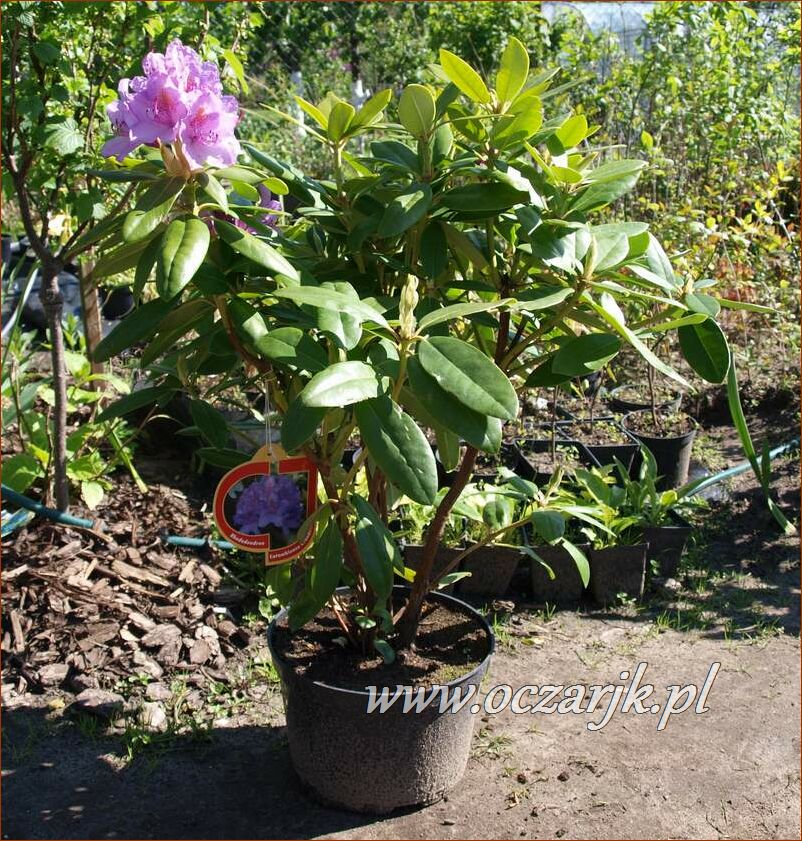 sadzonki_rododendron67