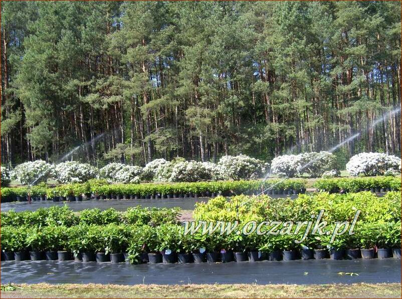 sadzonki_rododendron01