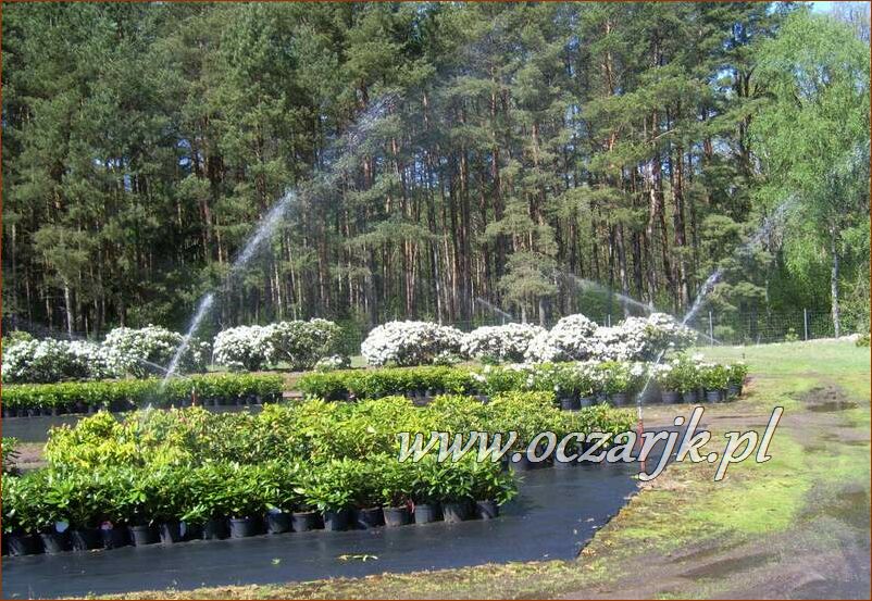 sadzonki_rododendron02