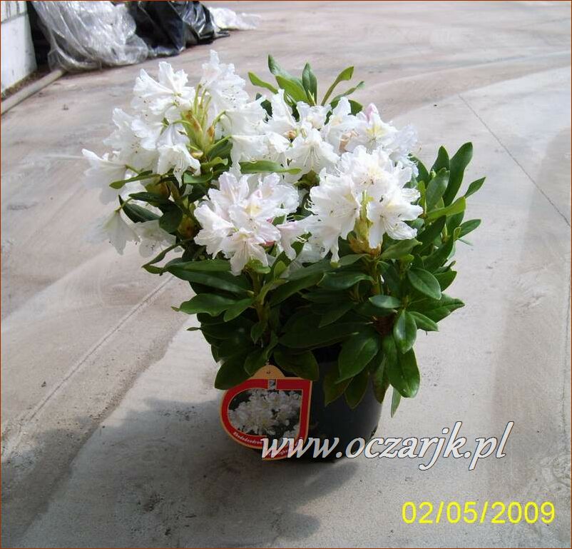 sadzonki_rododendron05
