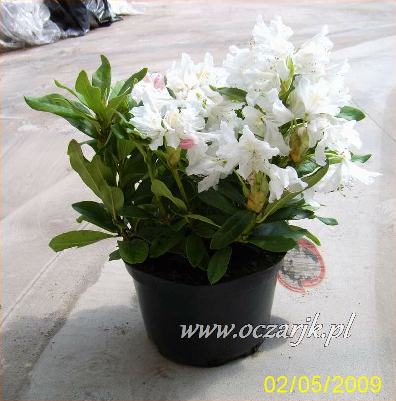sadzonki_rododendron06