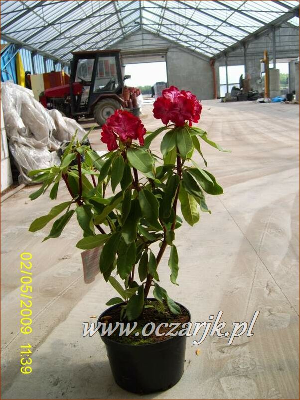 sadzonki_rododendron08