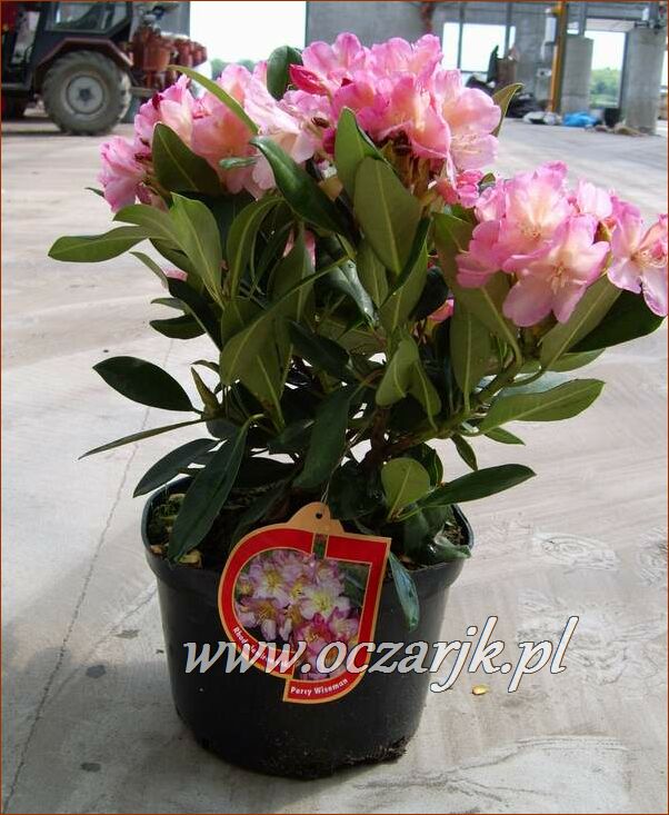 sadzonki_rododendron09