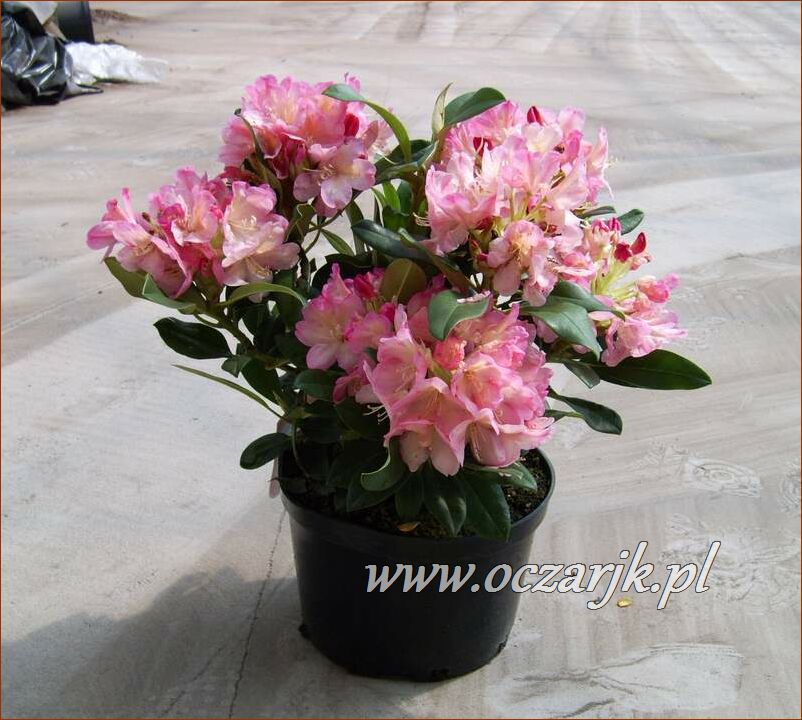 sadzonki_rododendron10