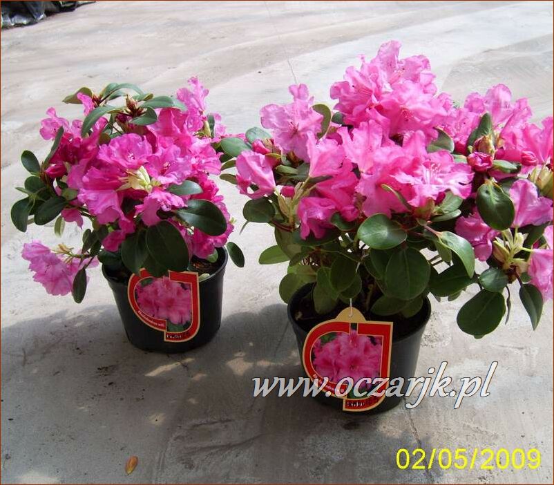 sadzonki_rododendron11