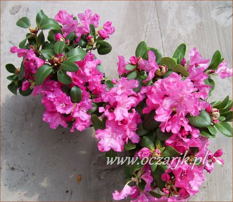 sadzonki_rododendron13