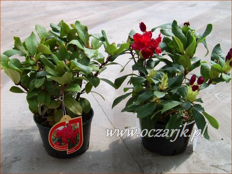 sadzonki_rododendron14