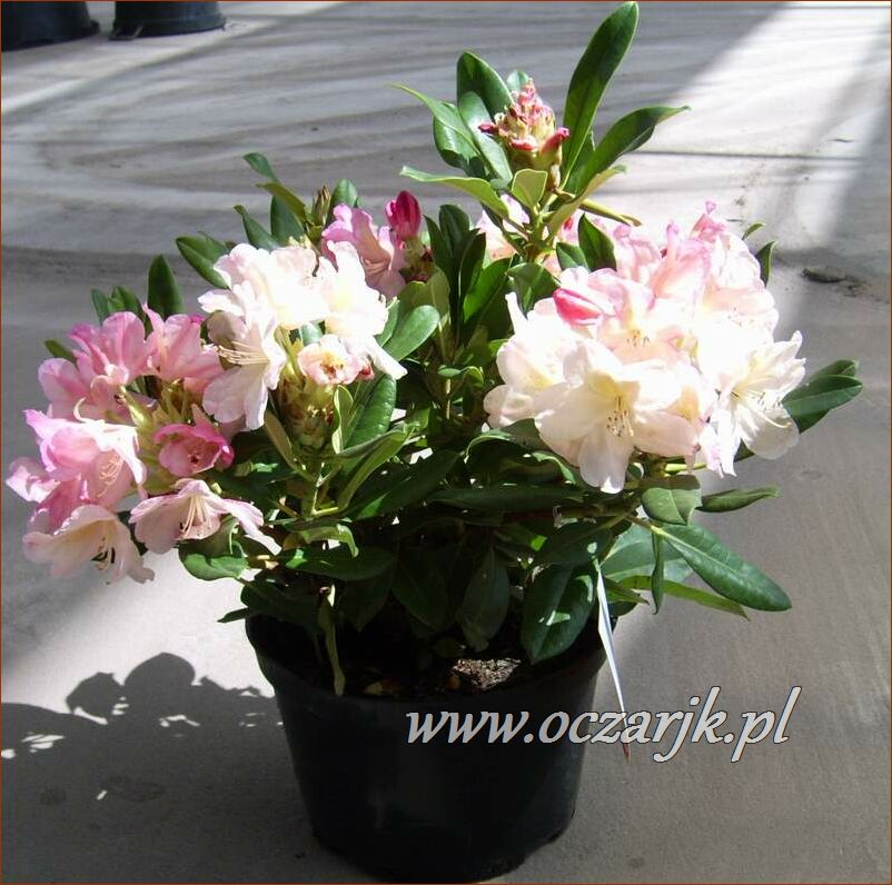 sadzonki_rododendron17