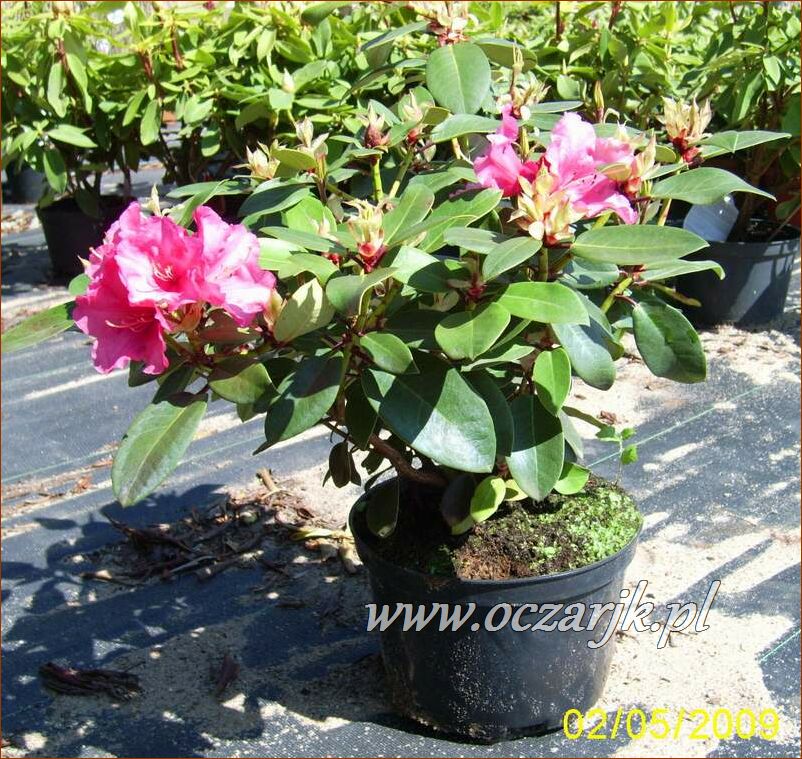 sadzonki_rododendron19