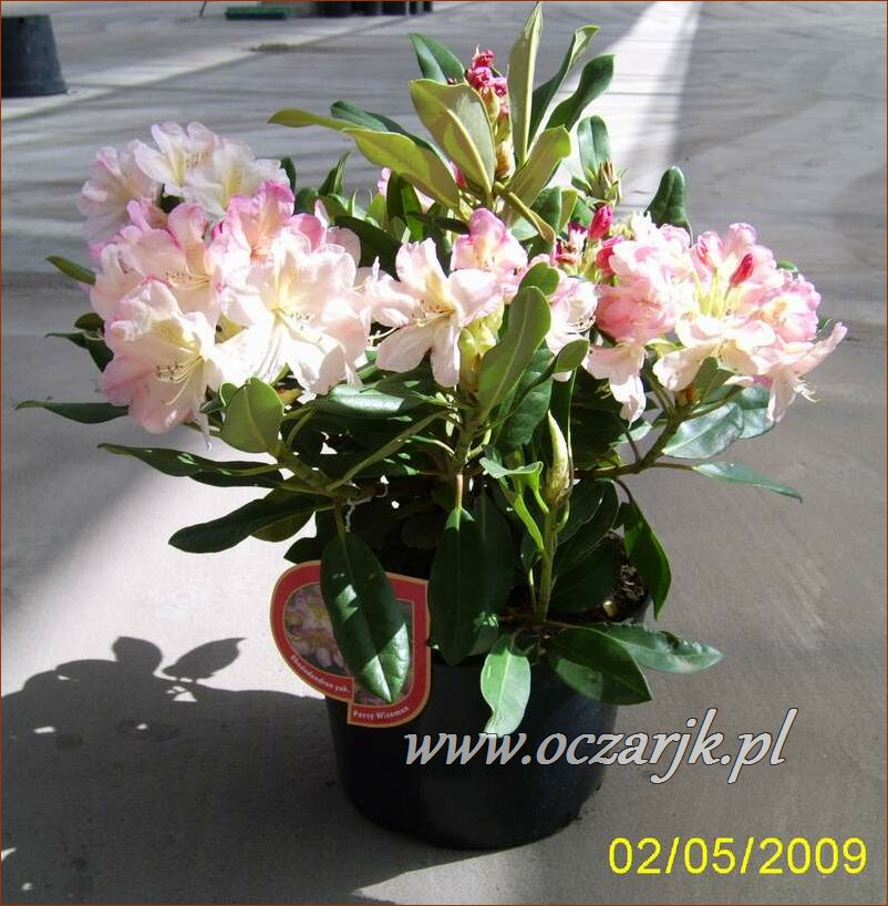 sadzonki_rododendron20