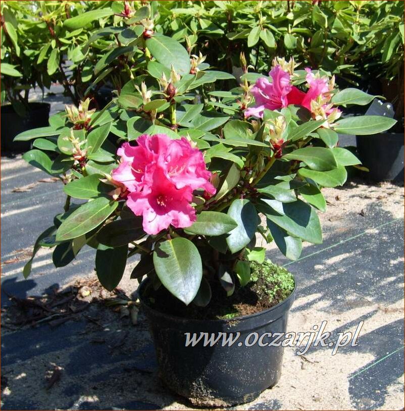 sadzonki_rododendron21