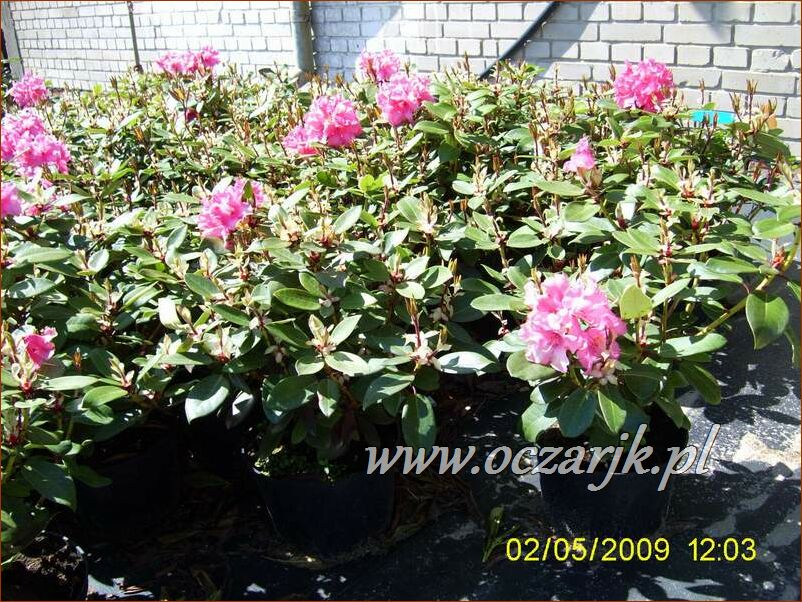 sadzonki_rododendron23