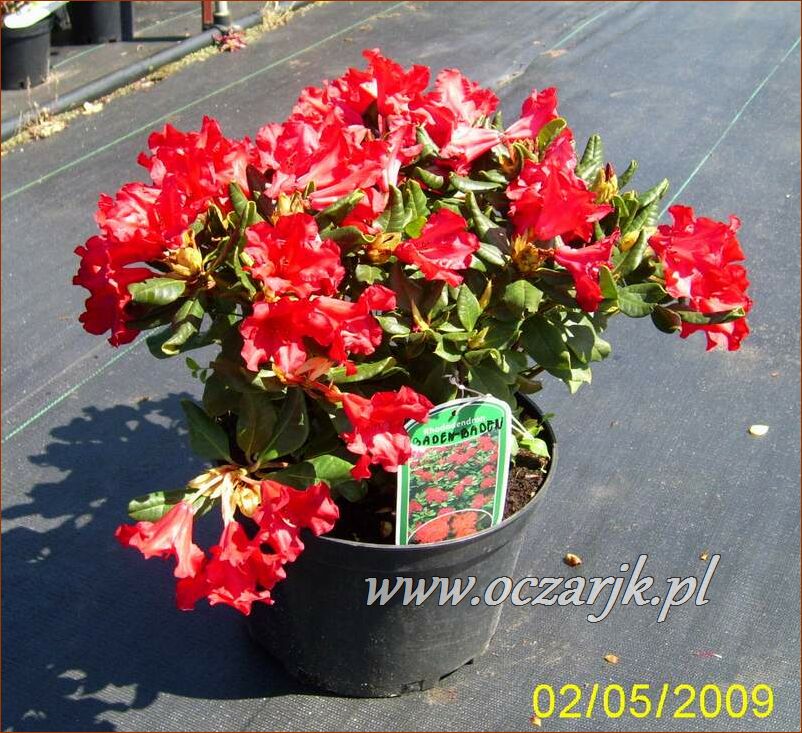 sadzonki_rododendron28