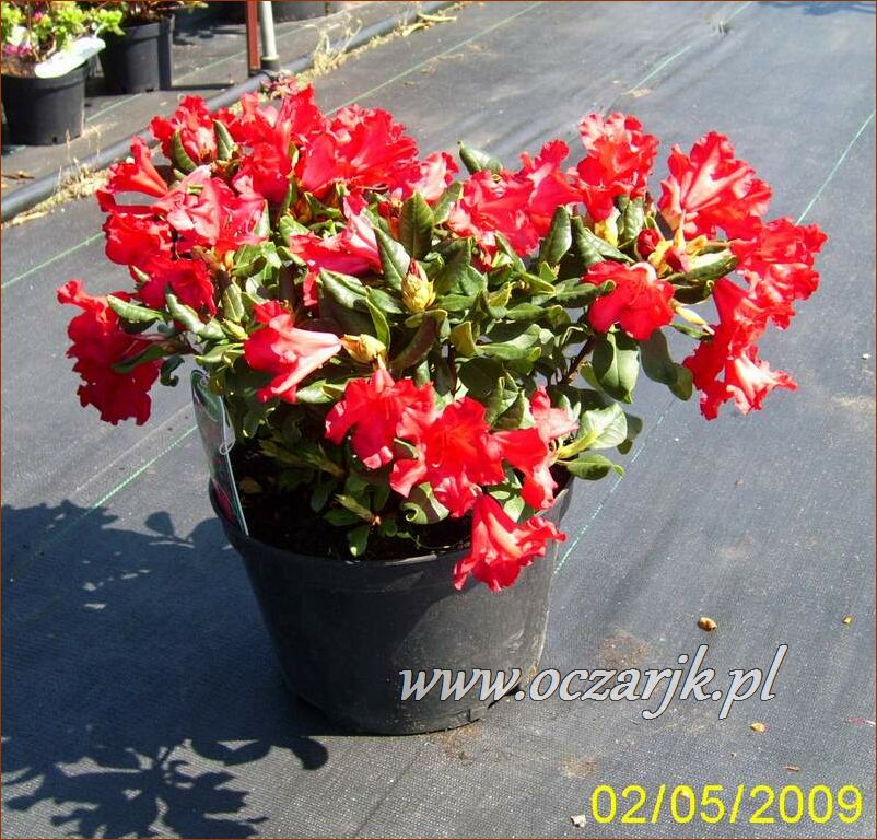 sadzonki_rododendron29