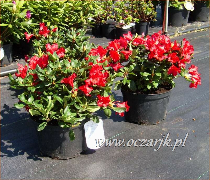 sadzonki_rododendron30