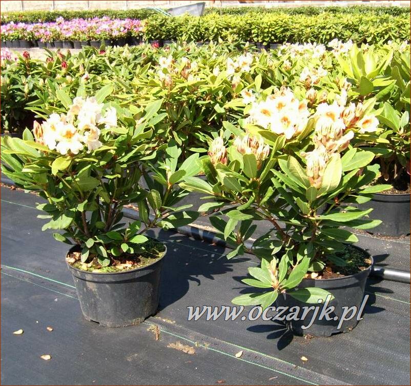 sadzonki_rododendron32