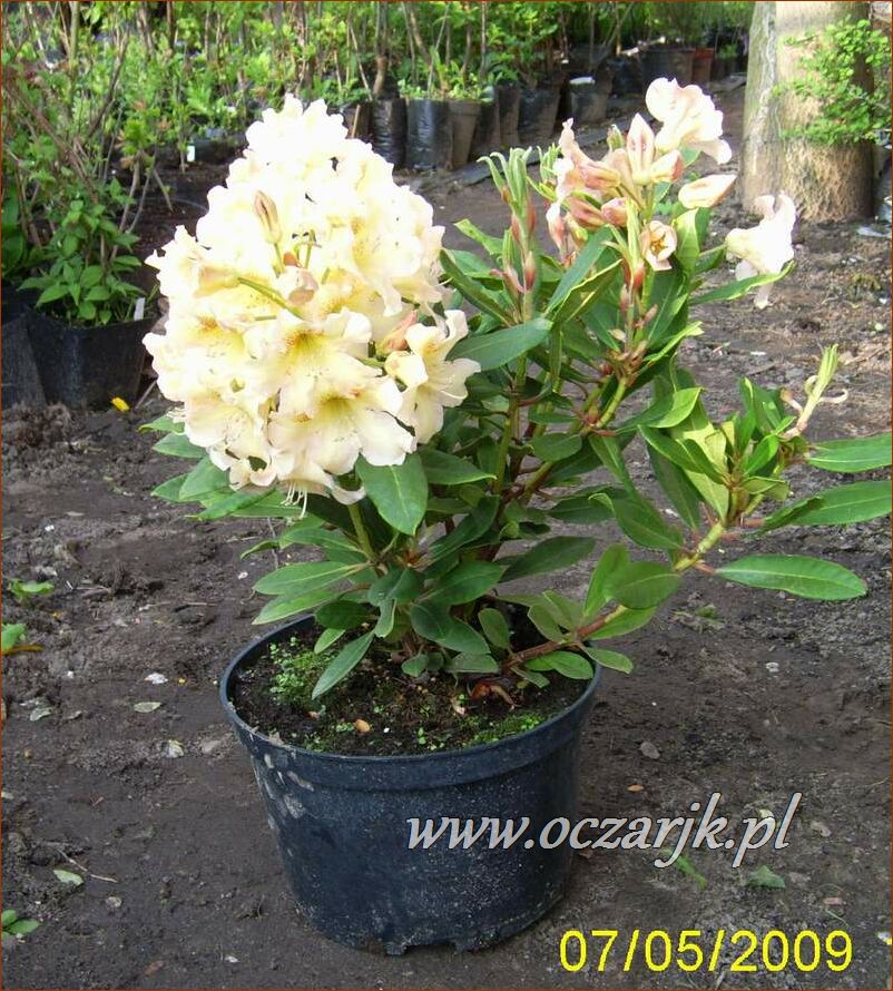 sadzonki_rododendron34
