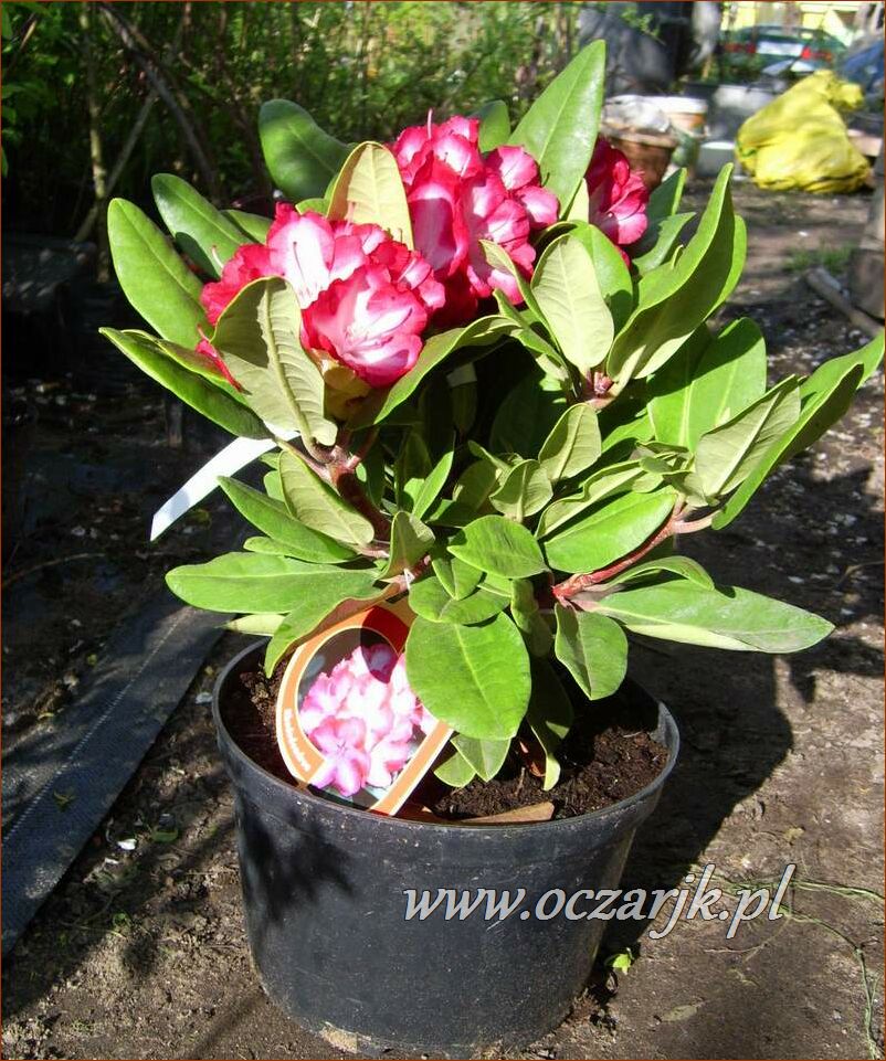 sadzonki_rododendron36