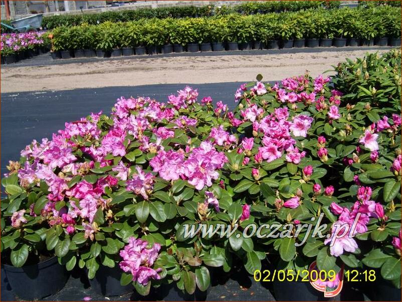 sadzonki_rododendron37
