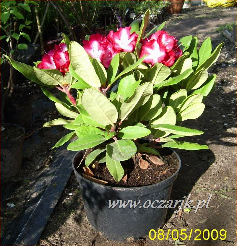 sadzonki_rododendron38