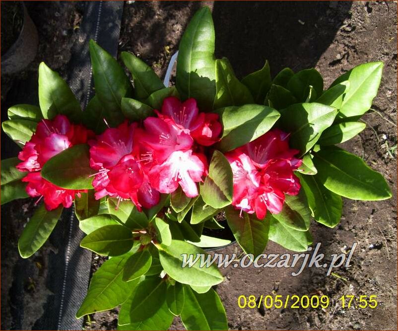 sadzonki_rododendron40