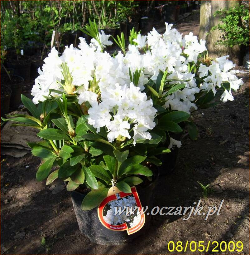 sadzonki_rododendron41