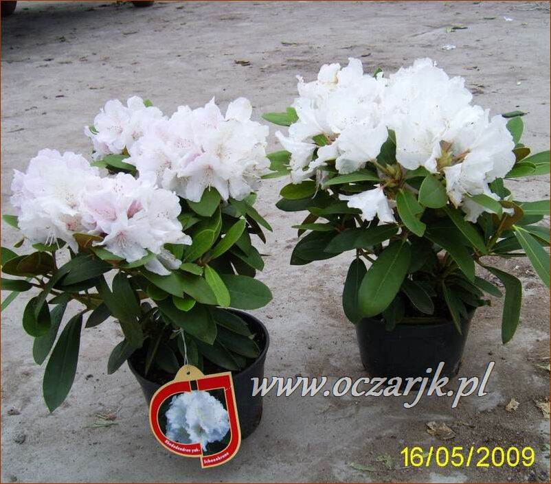 sadzonki_rododendron45