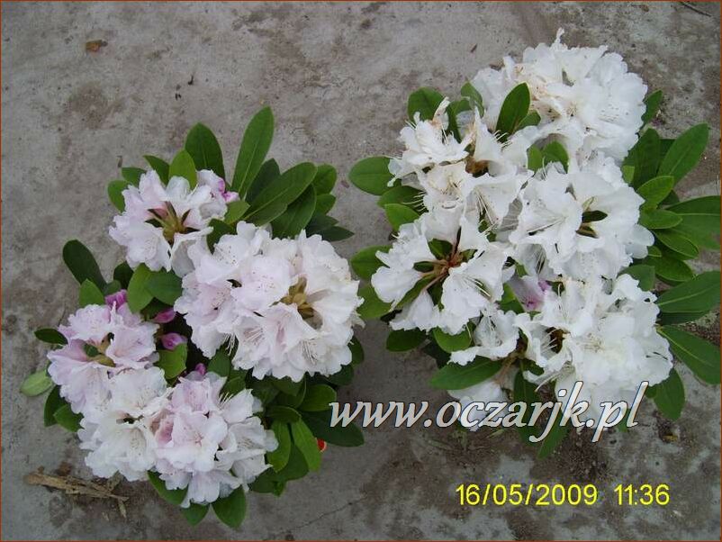 sadzonki_rododendron46