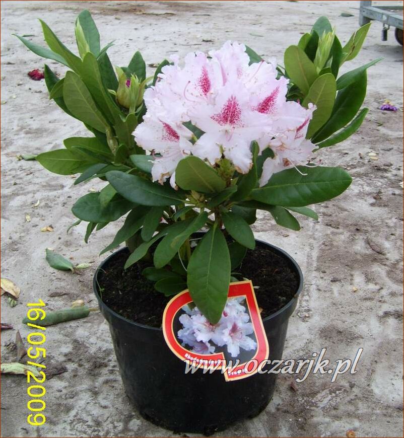 sadzonki_rododendron47