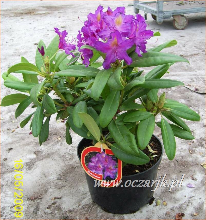 sadzonki_rododendron48