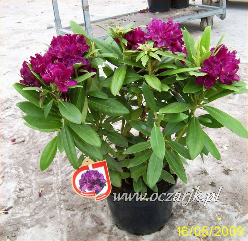 sadzonki_rododendron49