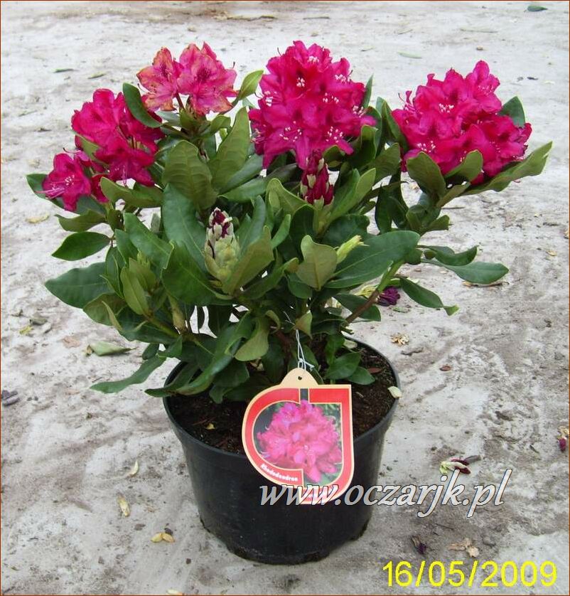 sadzonki_rododendron50
