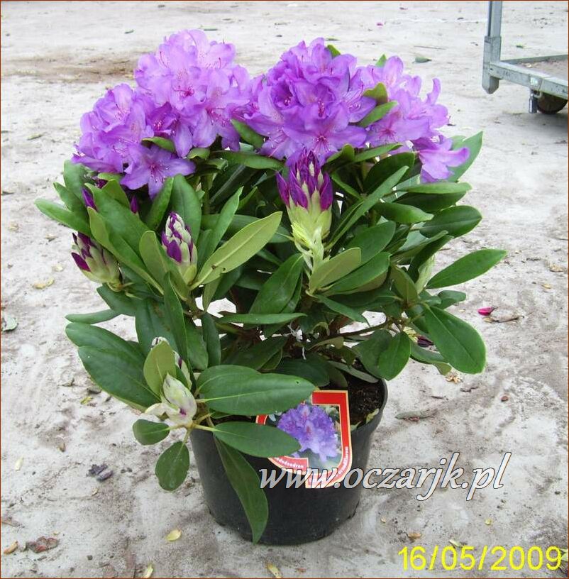 sadzonki_rododendron51