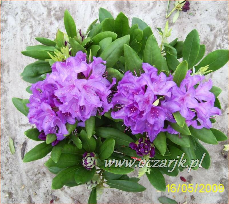 sadzonki_rododendron52
