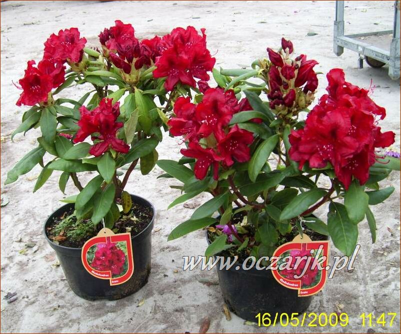 sadzonki_rododendron53