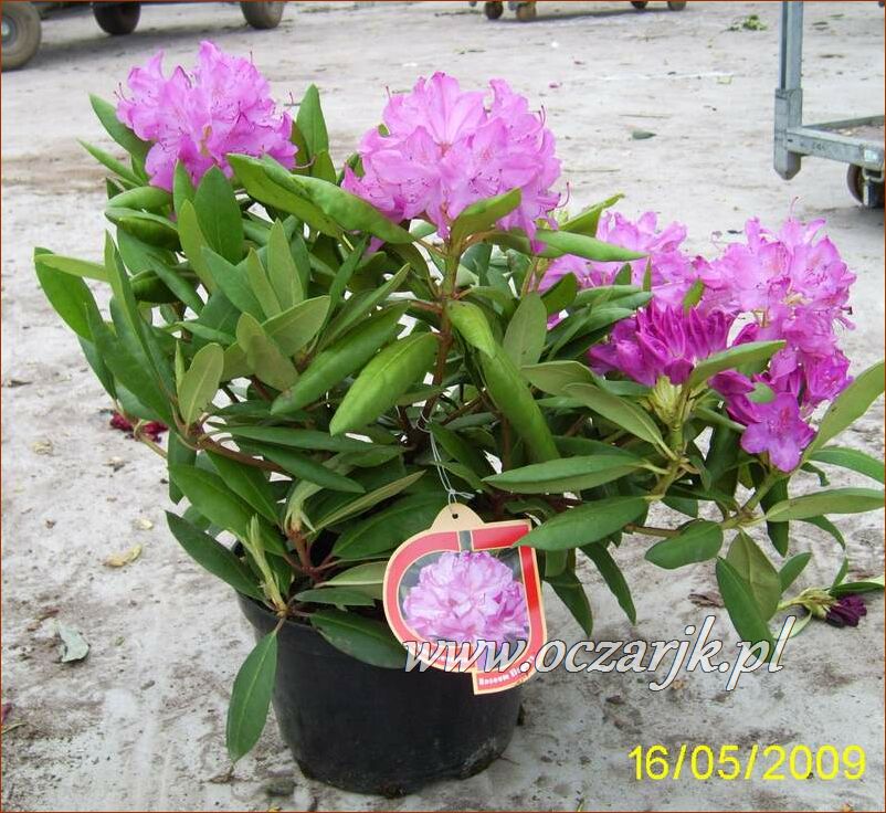 sadzonki_rododendron54