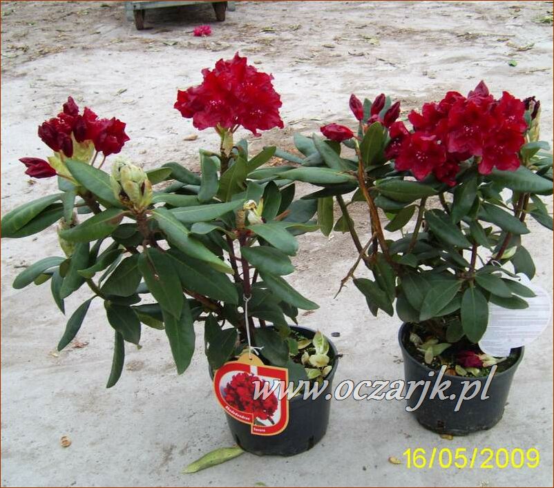 sadzonki_rododendron56