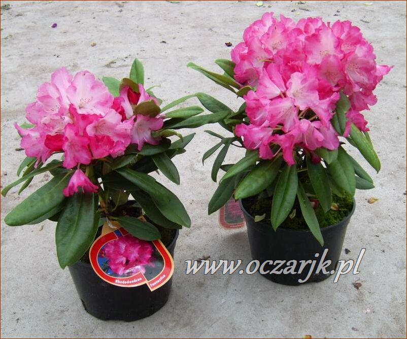 sadzonki_rododendron57