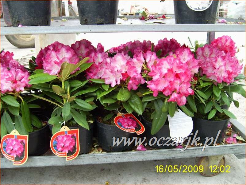 sadzonki_rododendron58