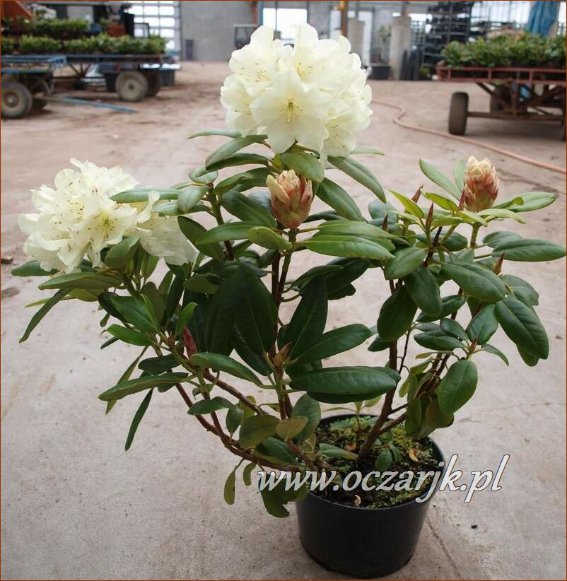 sadzonki_rododendron60