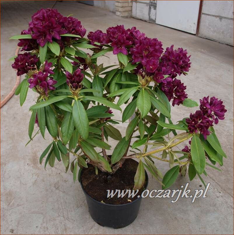 sadzonki_rododendron61
