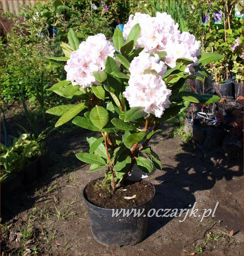 sadzonki_rododendron62