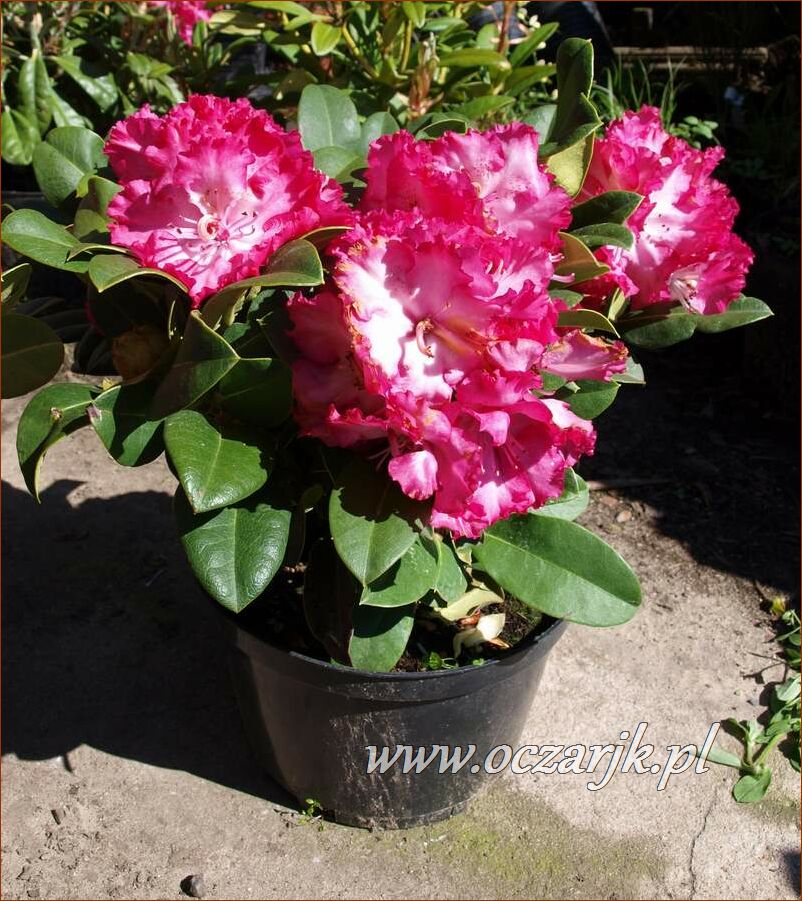 sadzonki_rododendron63