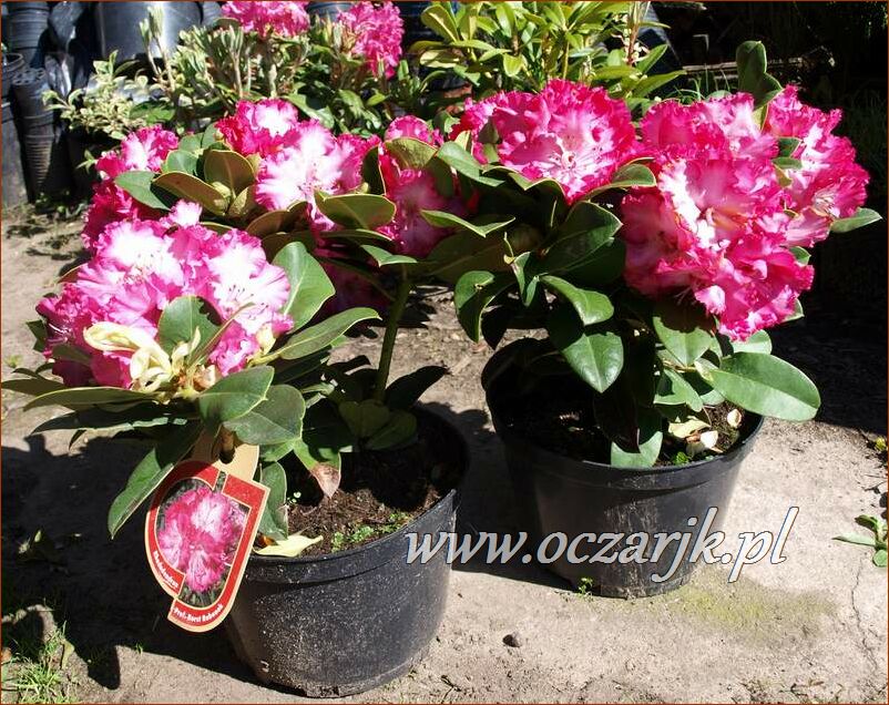sadzonki_rododendron64